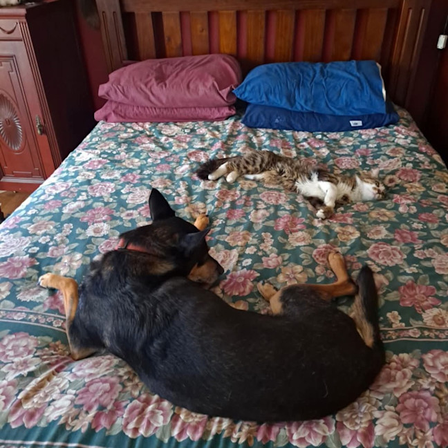 Photo of Purrlock Holmes