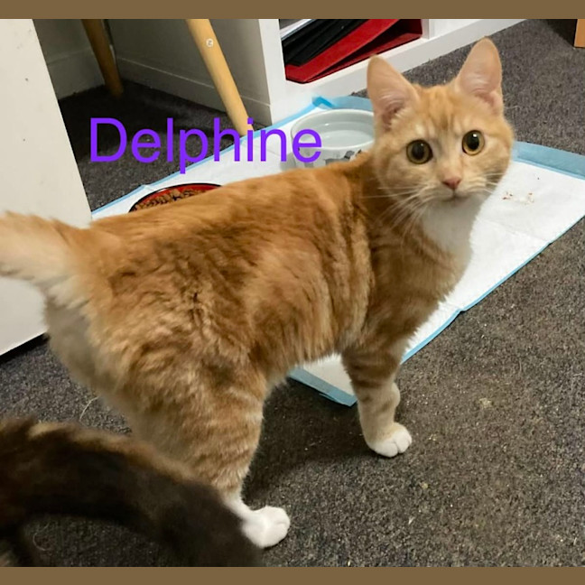 Photo of Delphine