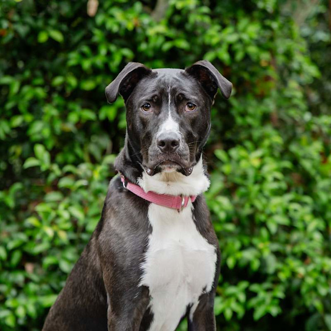Photo of Goose