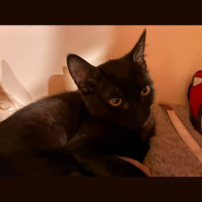 Photo of Onyx   In Foster Care In Eltham