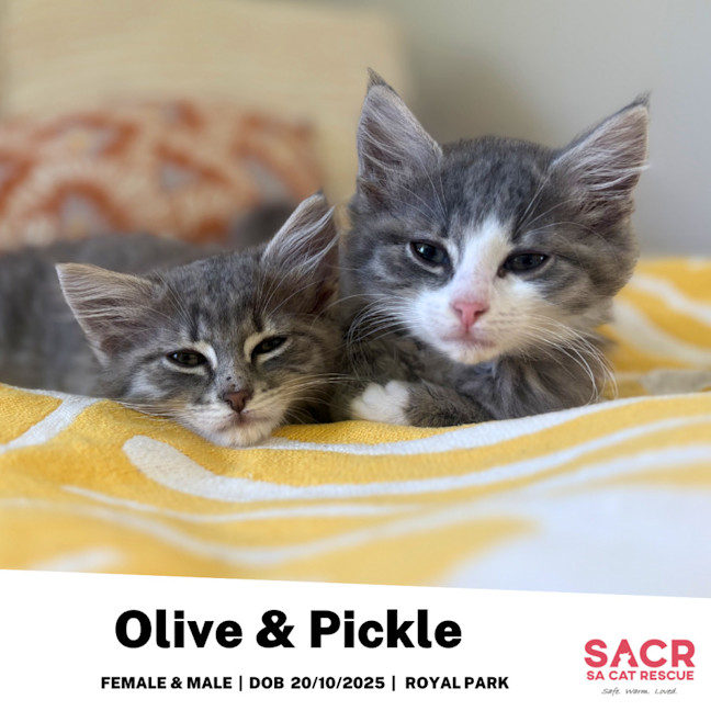 Photo of Olive & Pickle