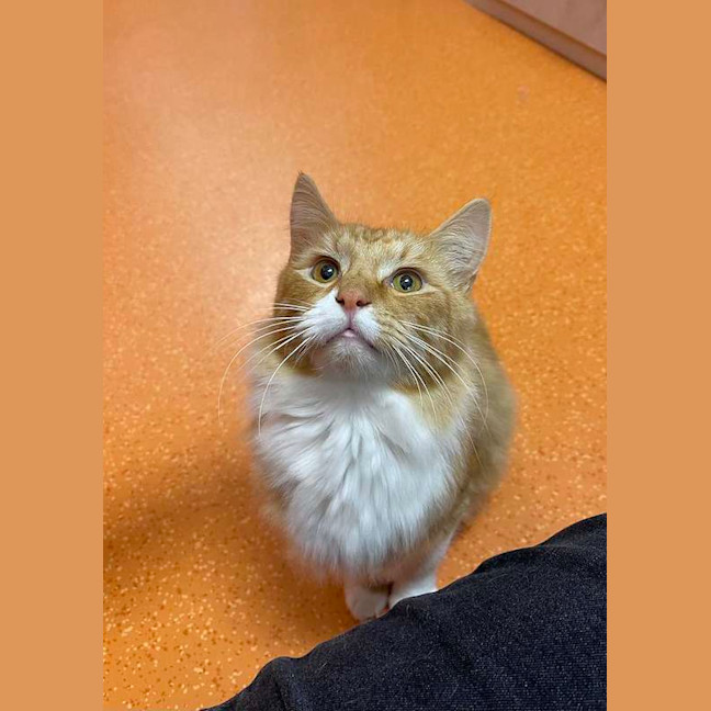 Photo of Weasley