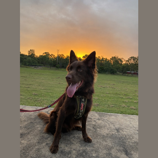 Photo of Kobi