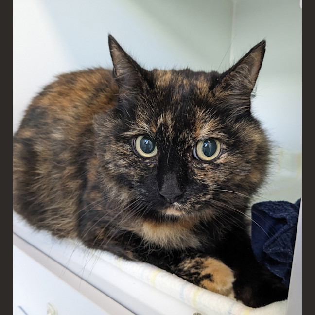 Photo of Mini (Bonded To Tootsie)