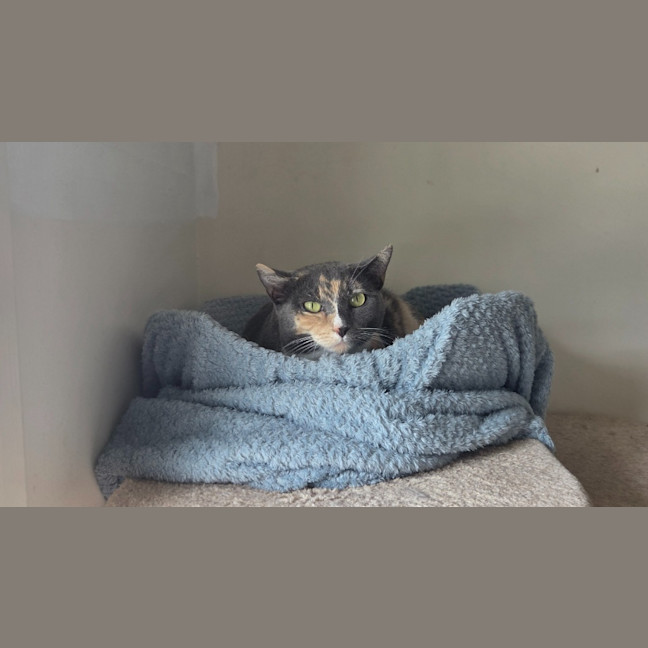 Photo of Cali