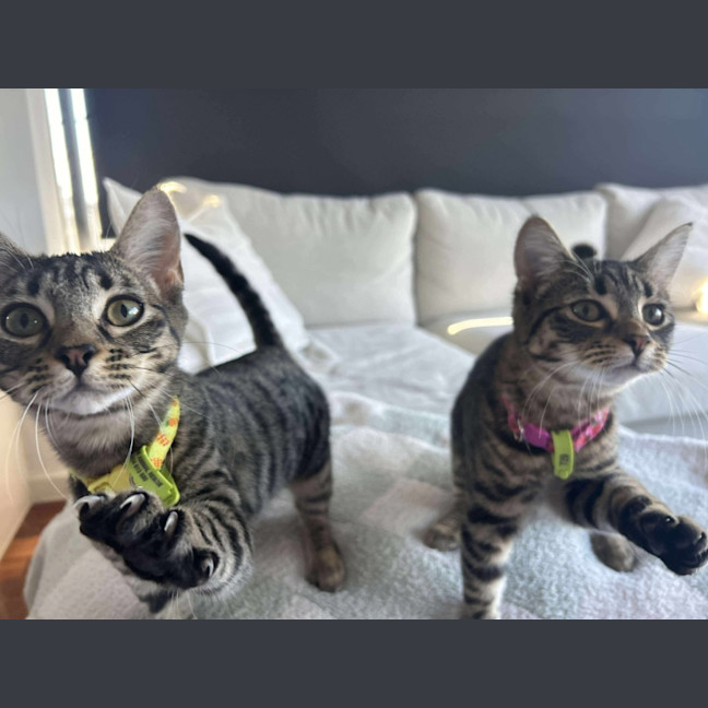 Photo of 💛Pinto And Mirabelle🩷