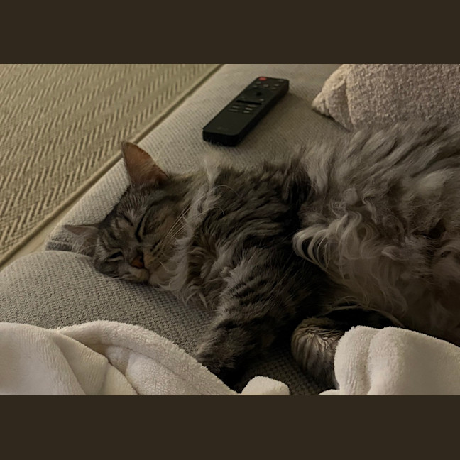 Photo of Nova