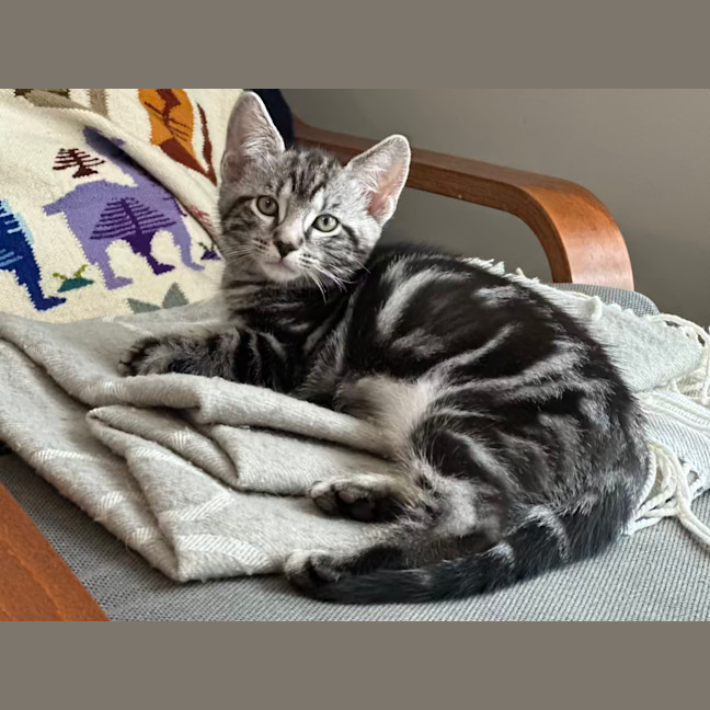 Photo of Smokey