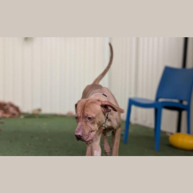 Photo of Draco