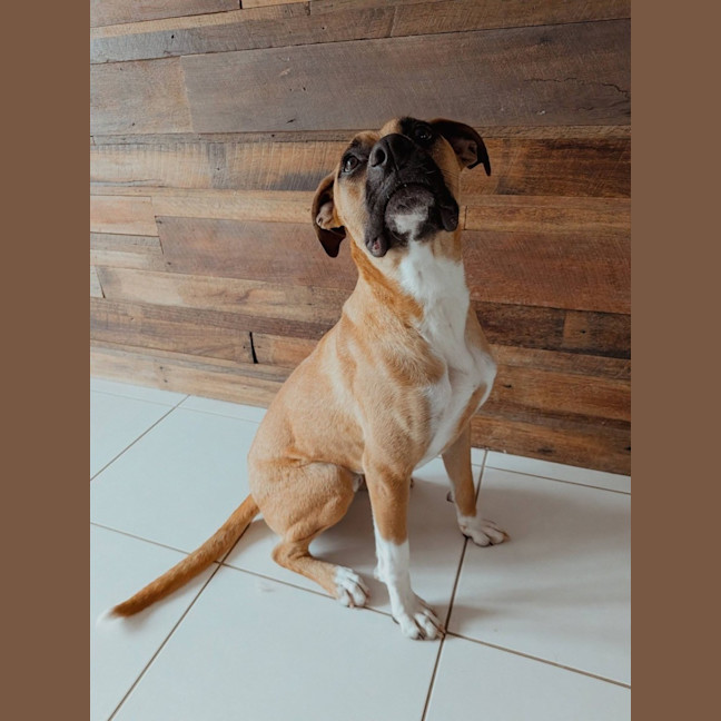 Photo of Broli *$350 Adoption Fee* 