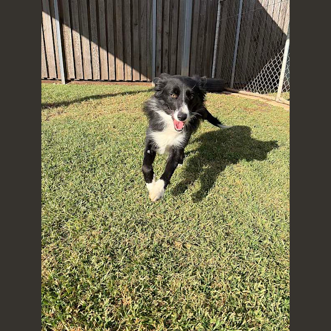 Photo of Lassie