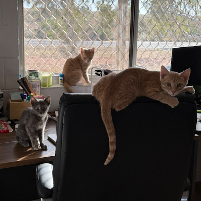 Photo of Bagel