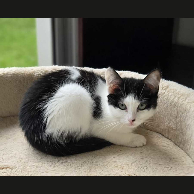 Photo of Cleo
