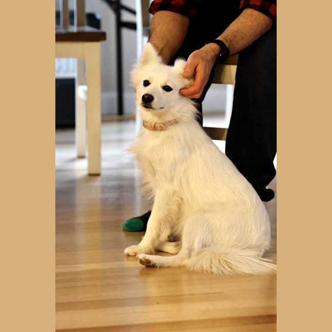 Photo of Peaches 