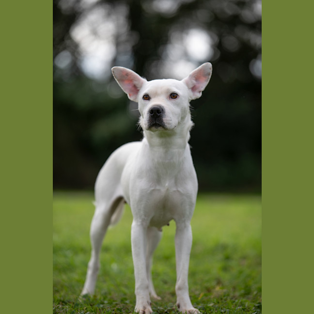 Photo of Casper