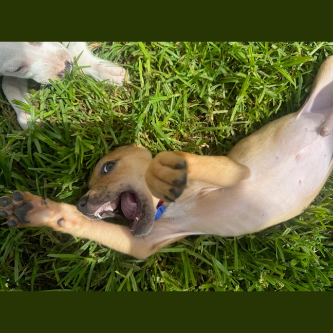 Photo of Juan   11 Week Old Staffy X