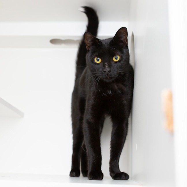 Photo of Onyx
