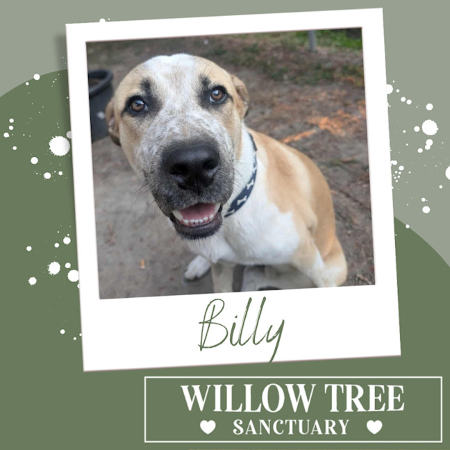 Photo of Billy