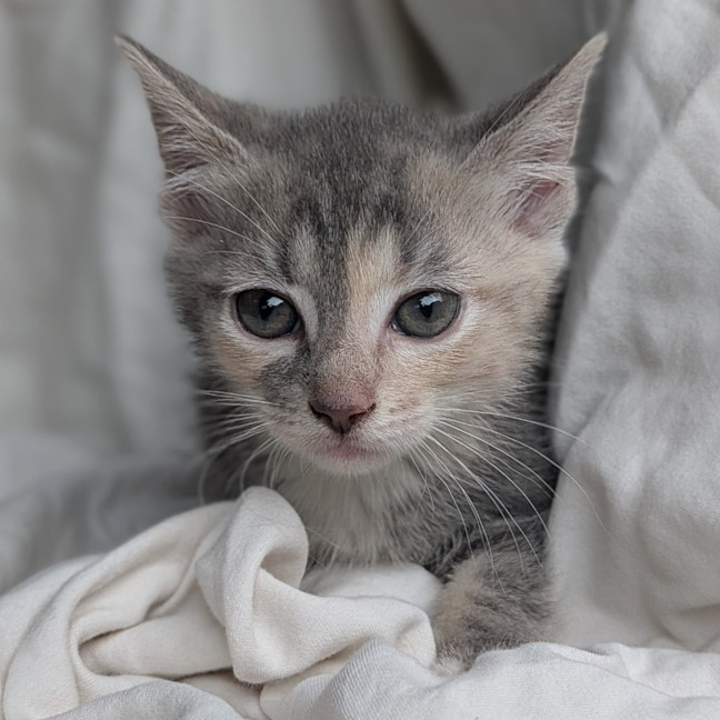 Photo of Meringue