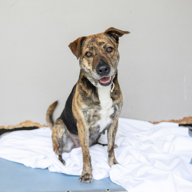 Photo of Bobbie (Previously Billie)