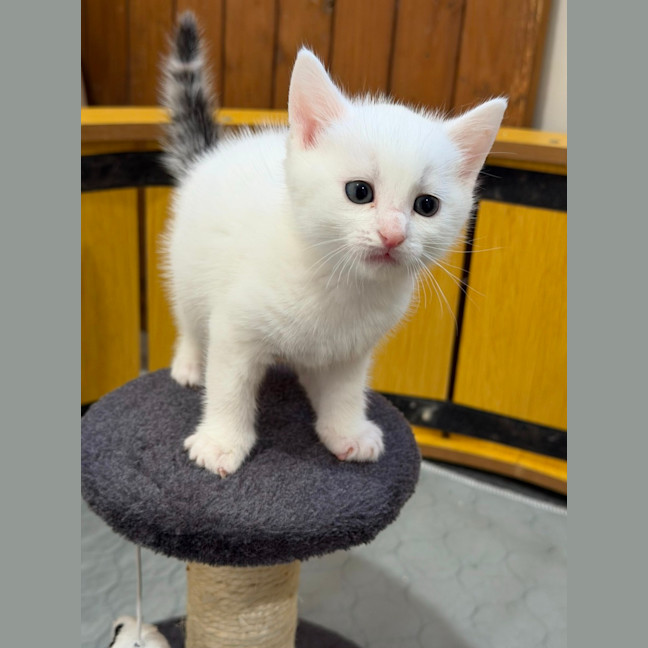 Photo of Cotton 🤍