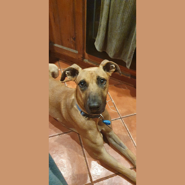 Photo of Gus