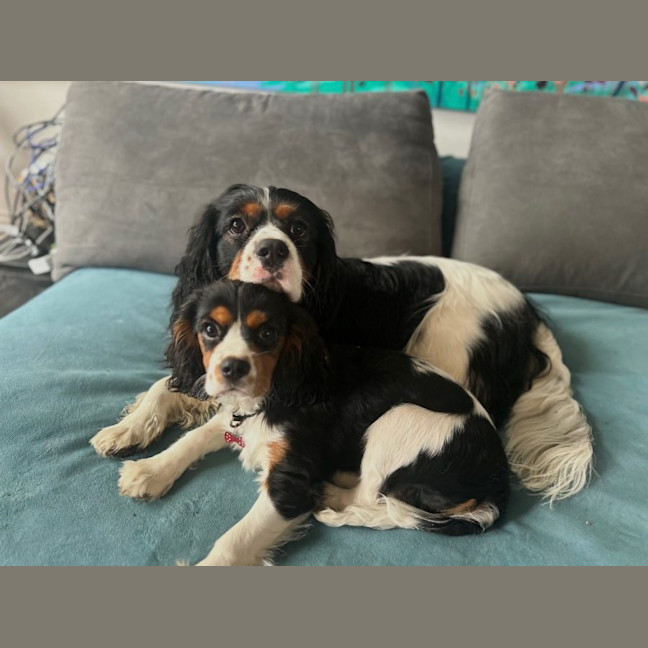 Photo of Daisy & Duke