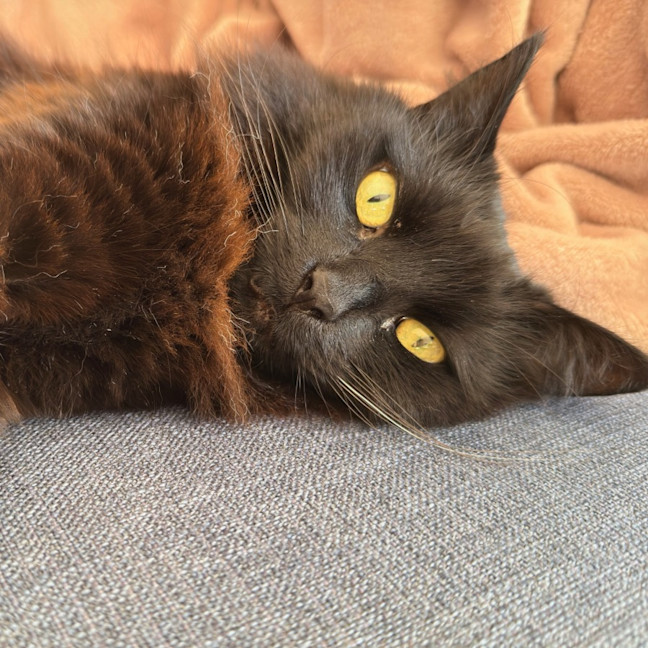 Photo of Kiki   In Foster In Preston