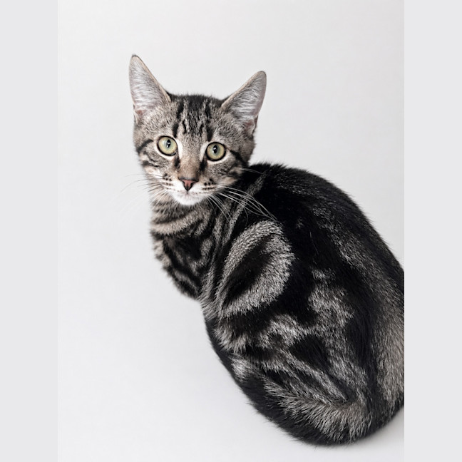 Photo of Meatball