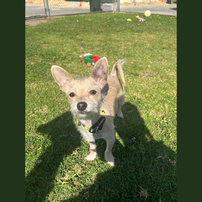 Photo of Tiddle