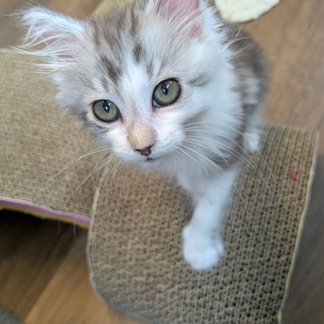 Photo of Tiny Dancer