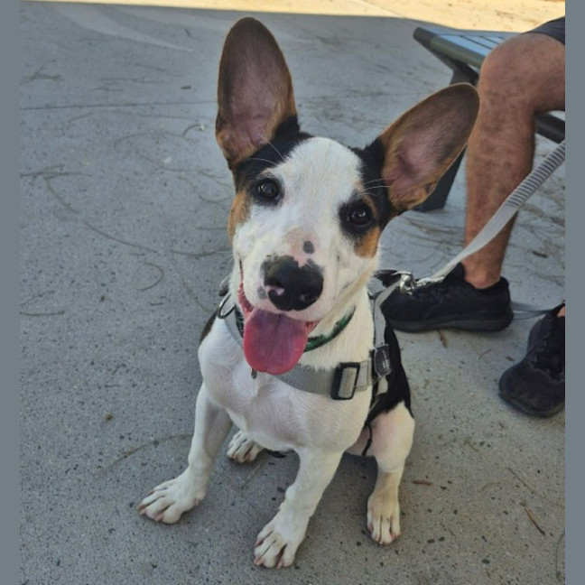 Photo of Dancer (Solo)