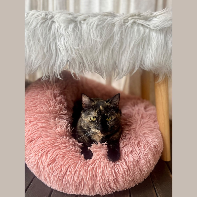 Photo of Rosie