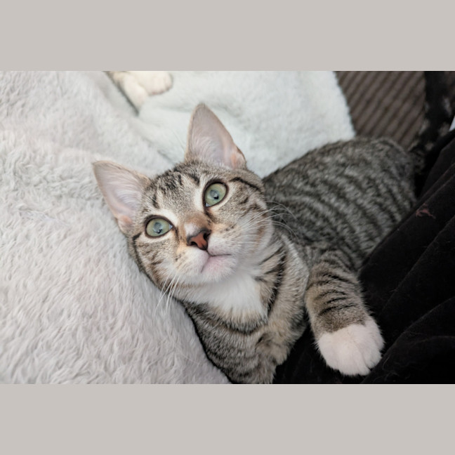 Photo of Poppy & Pepper