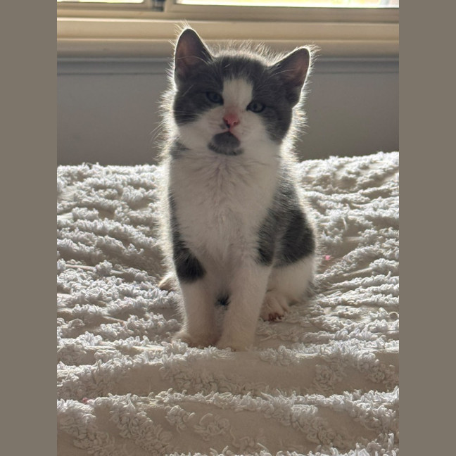 Photo of Smoky
