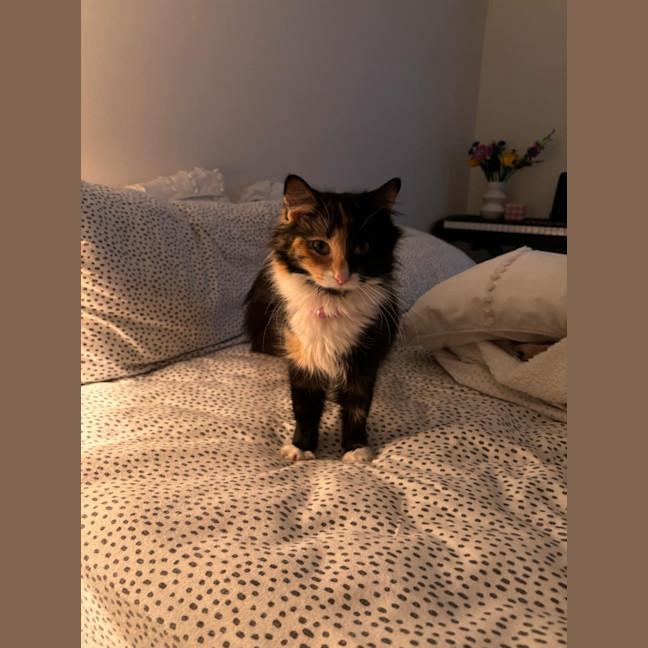 Photo of Callie