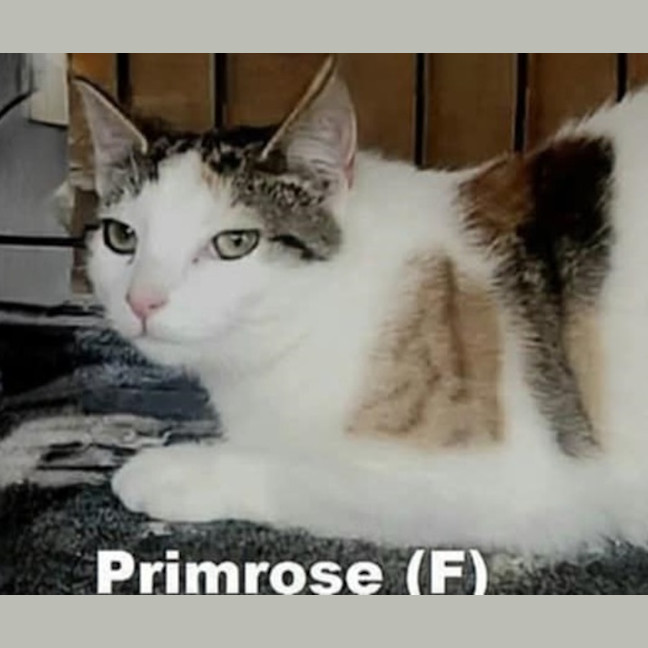 Photo of Primrose