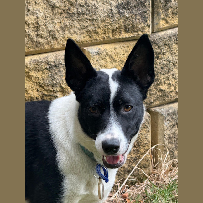 Photo of Pippa   1 Year Old Cattle Dog X