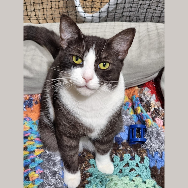Photo of Socks