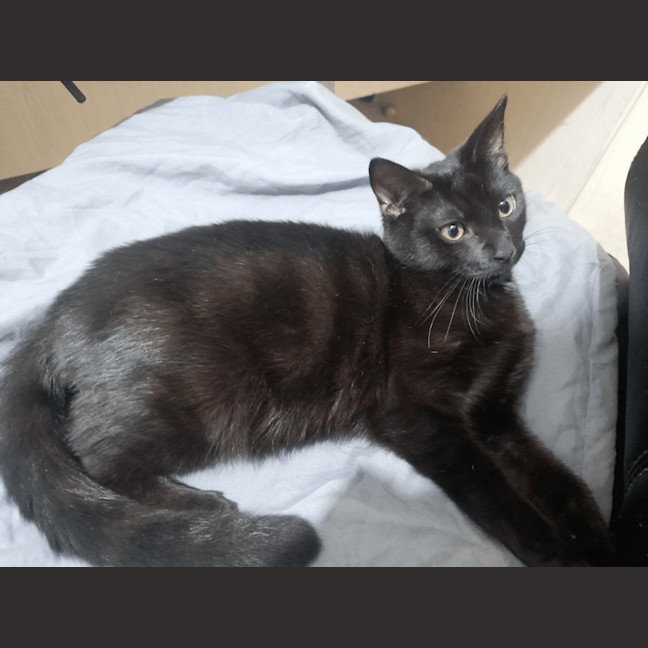 Photo of Bodhi