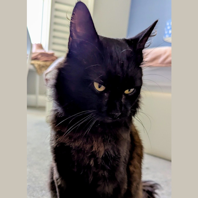 Photo of Ronnie ** Mr Snuggles**