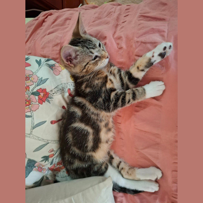 Photo of Blush ** 2nd Chance Cat Rescue **