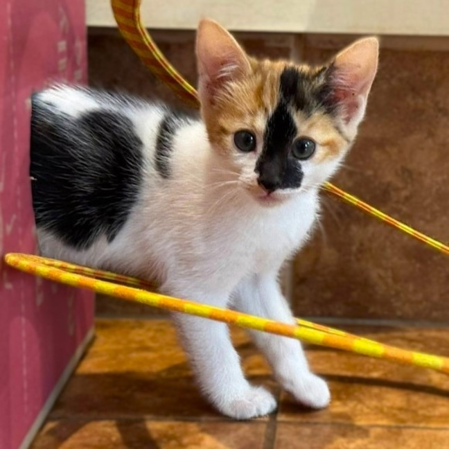 Photo of Stella Bella