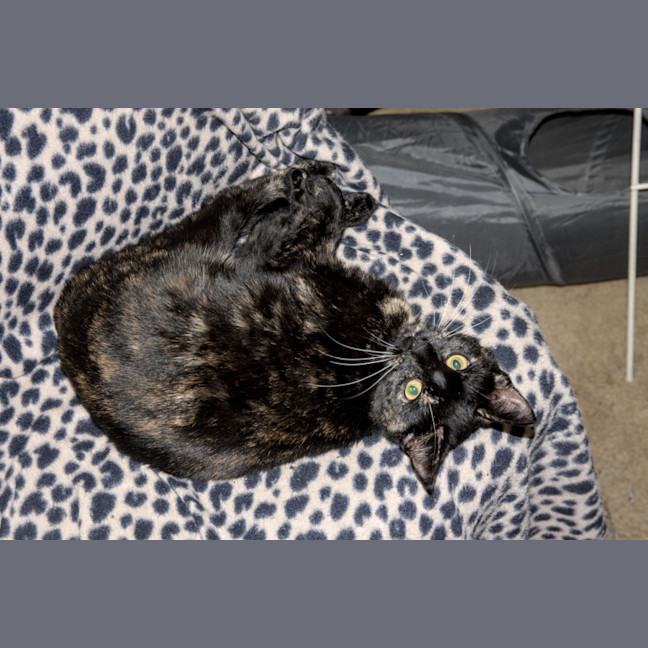 Photo of Freya