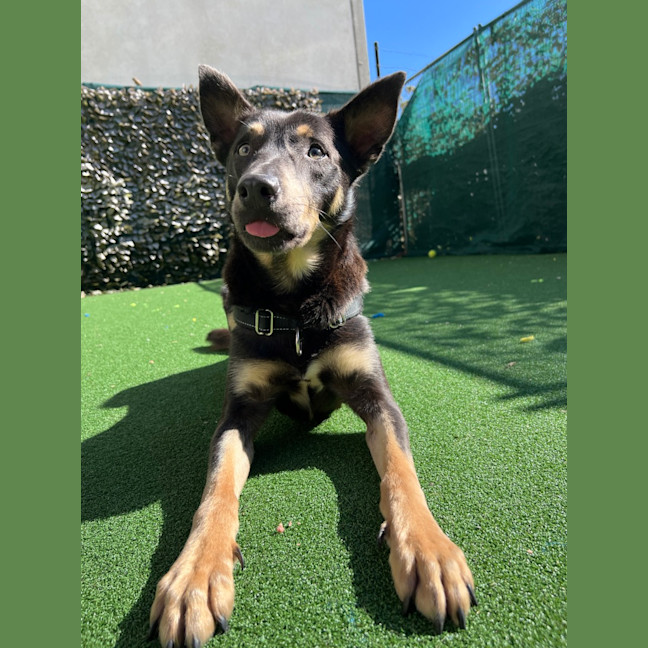 Photo of Sarge