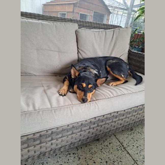 Photo of Nova