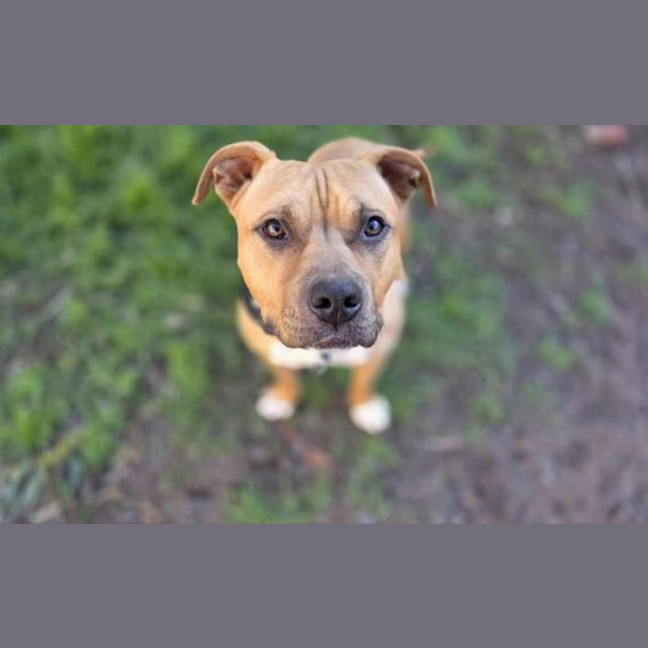 Photo of Gypsie