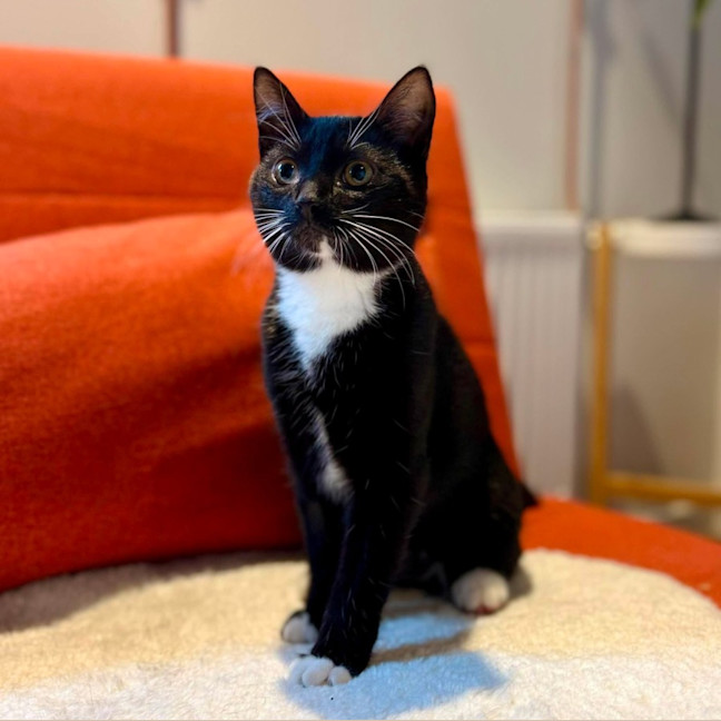 Photo of Sprinkles   In Foster Care In Brunswick East