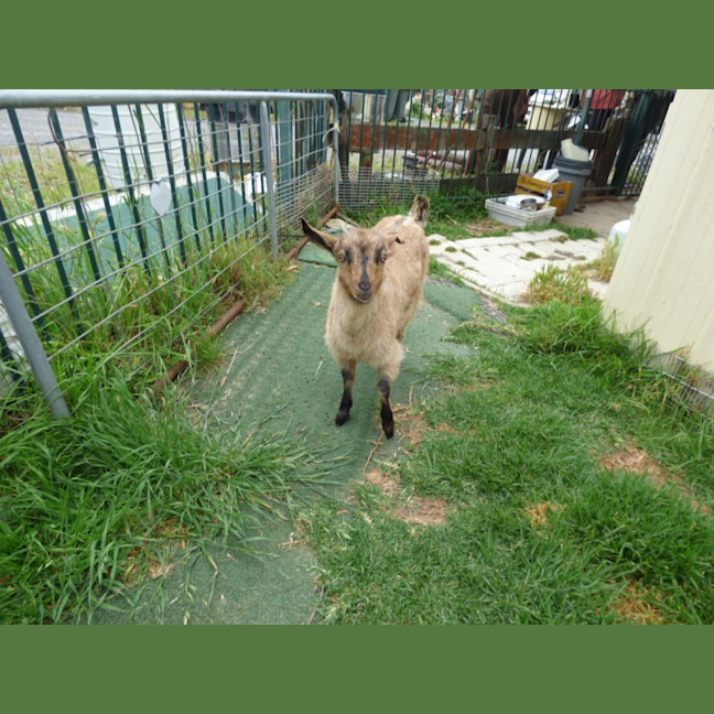 Photo of Cappuccino/Nessi 