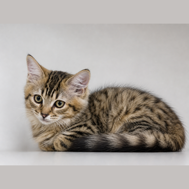 Photo of Spice